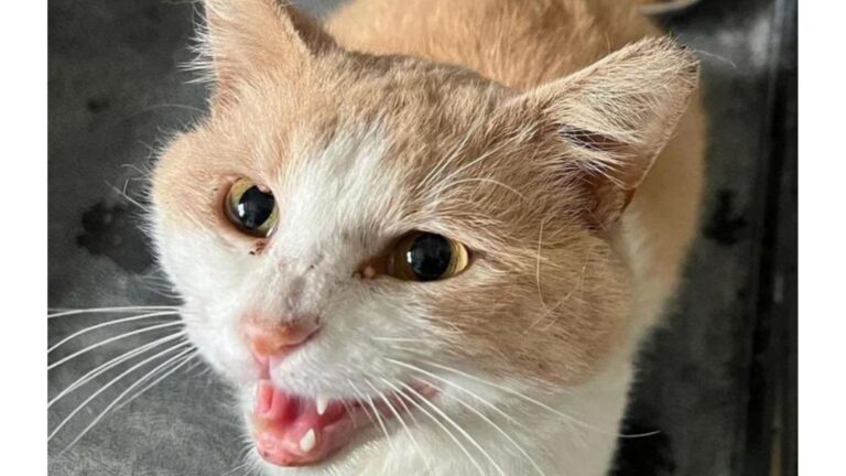 Starving Cat Decides To Find Help Himself And Picks The Perfect Door In Detroit