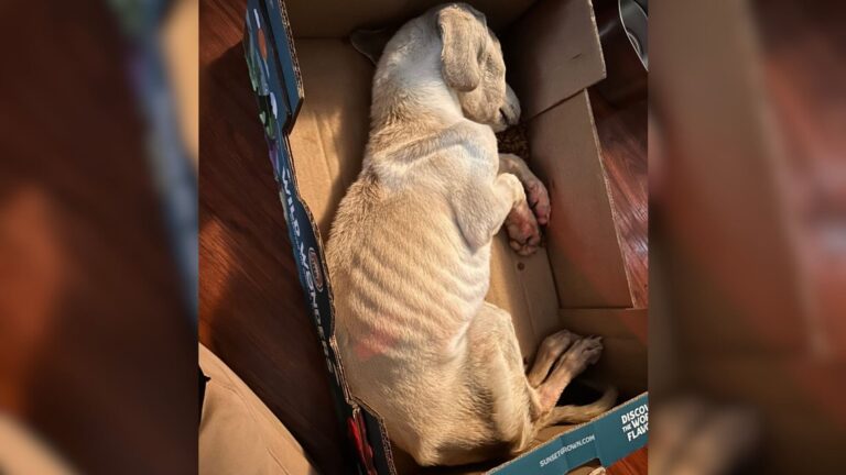 Missouri Woman Opens Abandoned Box And Finds Ice-Cold Puppy Just Moments From Tragedy