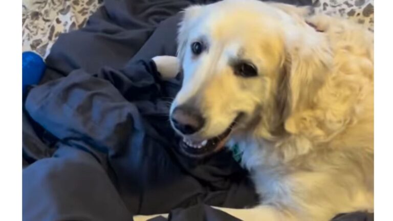 Terrified Dog Rescued From Puppy Mill In Indiana Finds Support And Healing In Unexpected Friend