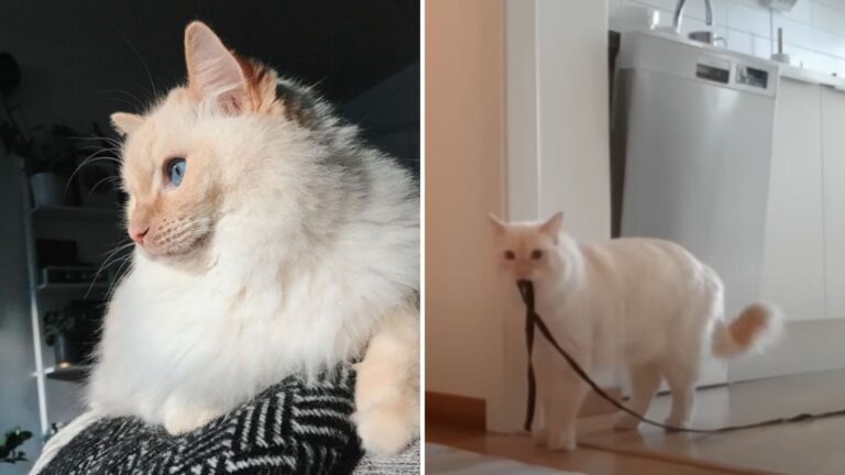 Idaho Woman Decides To Film Her Cat Home Alone, She Wasn’t Prepared For What She Saw