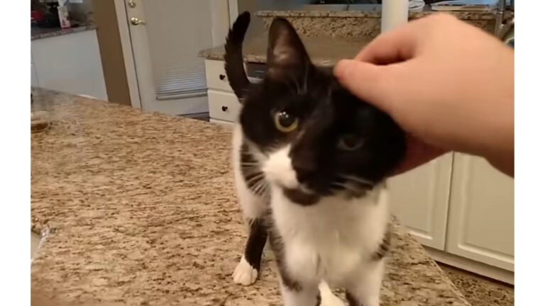 Michigan Cat With Unexpectedly Deep Meow Is Baffling The Internet, You Have To Hear Him