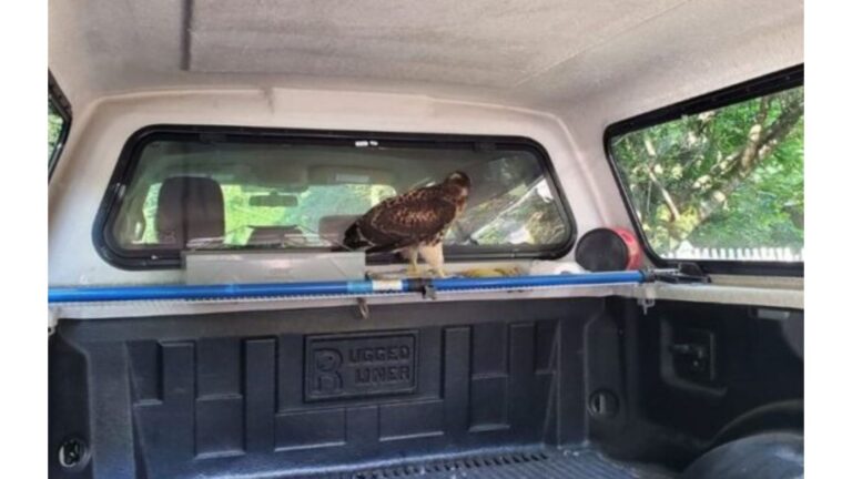 Kayaker In Pennsylvania Walks Up To His Truck And Can’t Believe Who’s Waiting Inside
