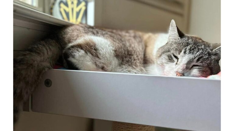 Georgia Woman Gives Up Hope After Losing Her Cat, Then Gets Shocking Message 7 Years Later