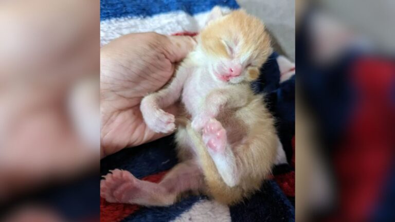 Tiny Kitten Born With Twisted Legs Faced Impossible Odds Until Oregon Woman Changed His Future