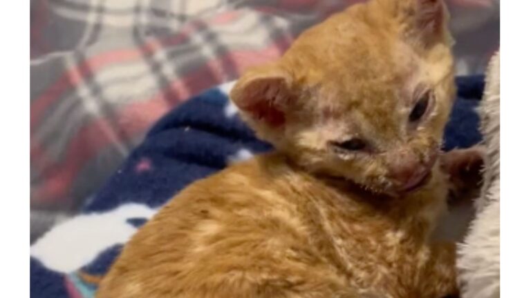 Tiny Kitten Finds Shelter In Woodpile In South Carolina, But Things Suddenly Go Terribly Wrong