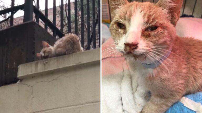 Kitten Curled Up Against Cold Ledge In New York Cries In Pain As Crowds Keep Passing By