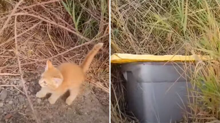 Washington Couple Stops For Tiny Kitten By The Roadside, Then Finds Something Heartbreaking