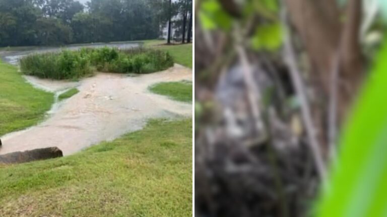 Mississippi Team Investigates Flooded Marsh And Finds Little Precious Life Hanging By A Thread