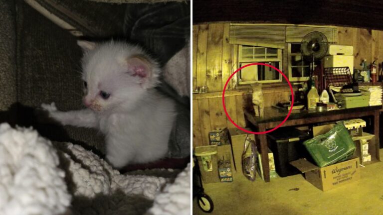 Massachusetts Woman Finds Kitten In Her Basement, But What Cameras Reveal Leaves Her In Awe