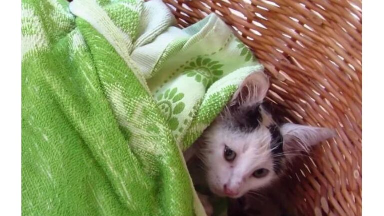 Ohio Man Finds A Crying Kitten On The Street, Then Discovers The Heartbreaking Reason