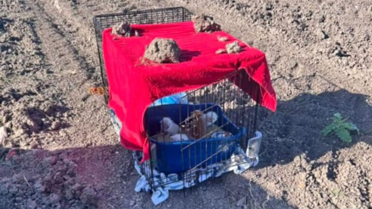 Women Notice A Carrier In The Middle Of A Dirt Field In Texas And Carefully Check It Out
