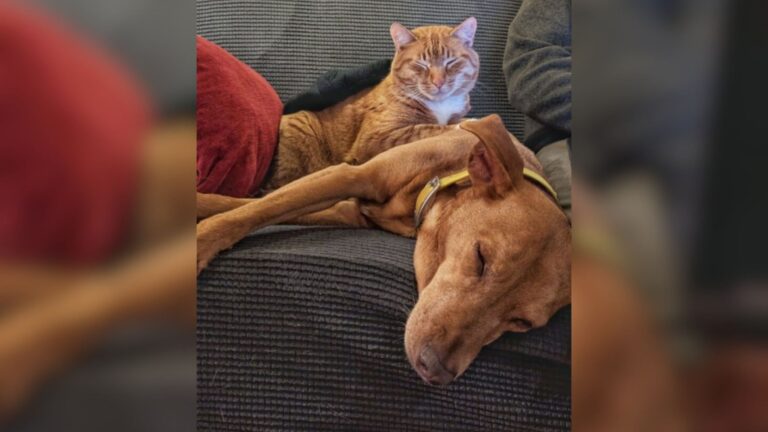 North Carolina Family Sets Cameras To Monitor Their Anxious Dog And Can’t Believe What Cat Does
