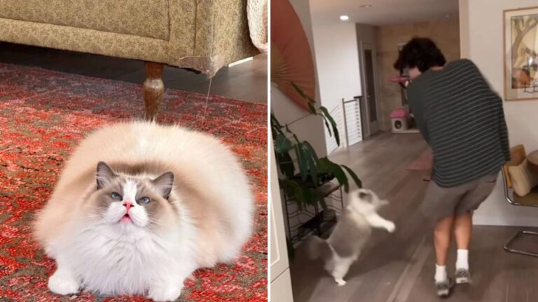 Watch How This Clever LA Cat Tricks Her Mom’s Boyfriend In Viral Video