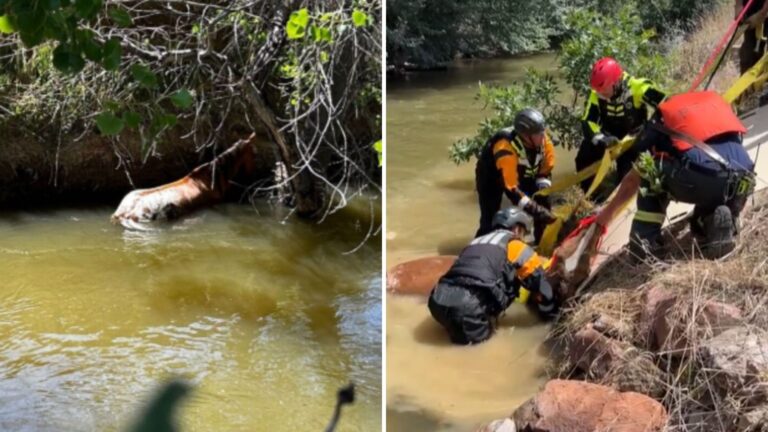 Blind Horse Ends Up Stuck In Canal In Colorado With Rising Water Up To Her Shoulders