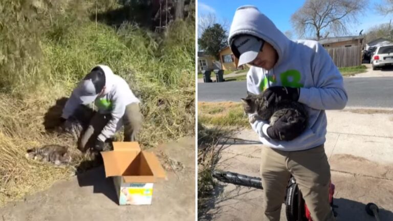 Texas Lawnmower Finds Badly Injured Cat And His Actions Lead To Something Incredible