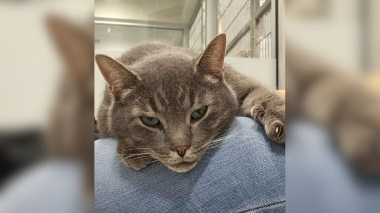 New York Shelter Cat Desperate For Love Won’t Stop Hugging Every Visitor Who Walks In