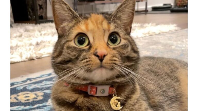 Torbie Cat In New Jersey Stuns Her Mom After Saying The Sweetest Word