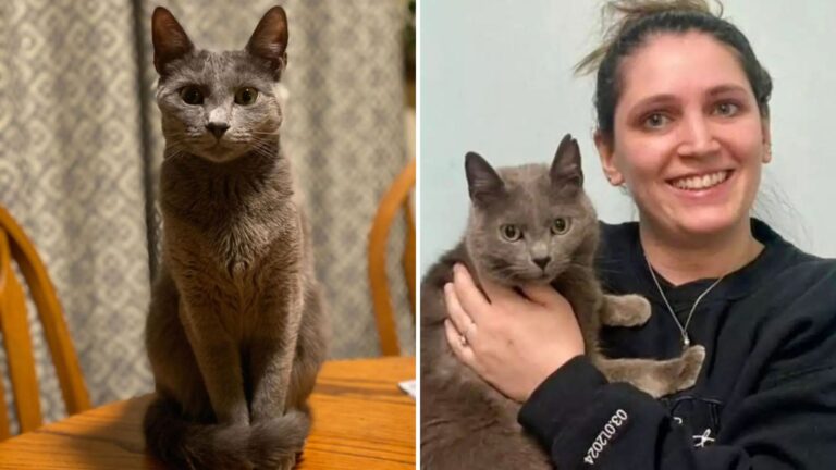Missing Cat In Maryland Returns After 2 Years For A Heartwarming Reunion With Her Mom