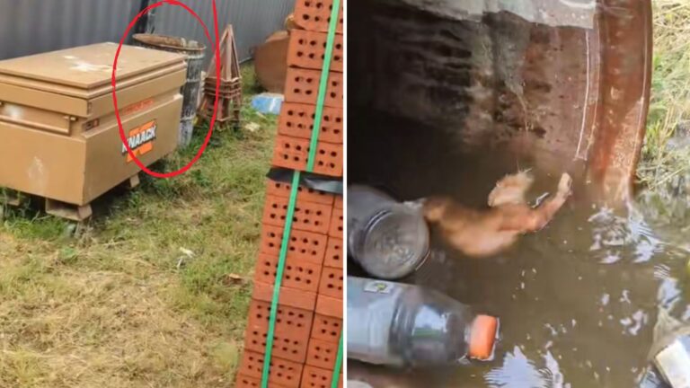 Desperate Cries Lead NY Man To A Water Barrel And A Precious Little Life Struggling Inside