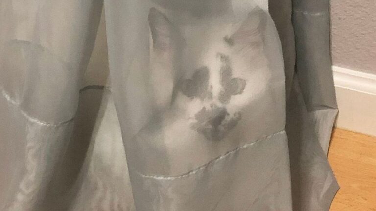 Woman Rescues Tiny Kitten From Construction Site In Florida And Can’t Believe How She Looks