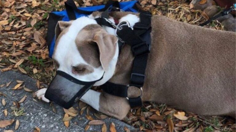 Florida Man Finds Neighbor’s Dog Tied To A Tree, And A Note Reveals A Heartbreaking Reality