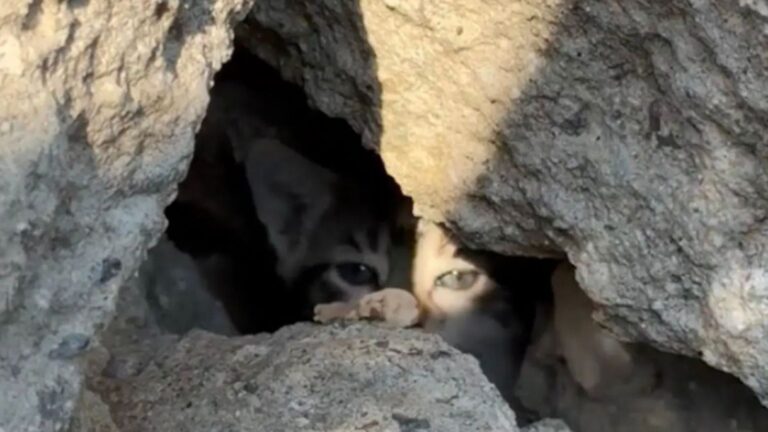 Strange Noise Leads LA Woman To A Pile Of Rubble, Then She Finds Tiny Soul Crying Inside