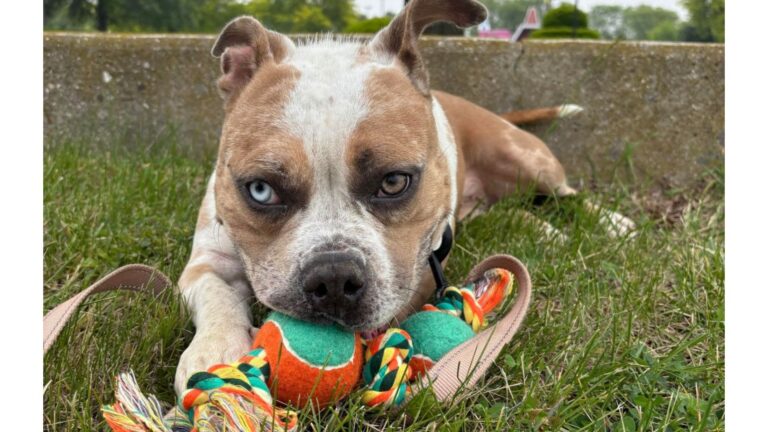 Dog Keeps Getting Returned To Illinois Shelter And The Reason Breaks Hearts