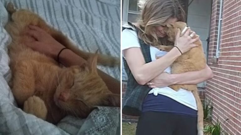 536 Days After Their Cat Vanished, Virginia Family Gets The Call They Never Expected