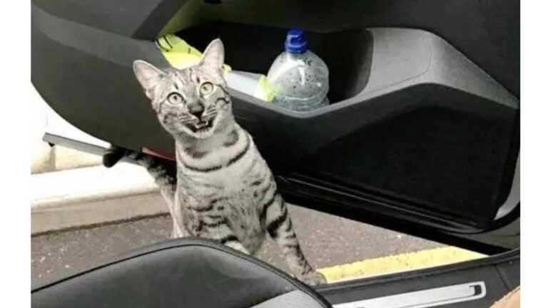 California Man Shocked To Run Into His Cat Outside And His Hilarious Reaction Goes Viral