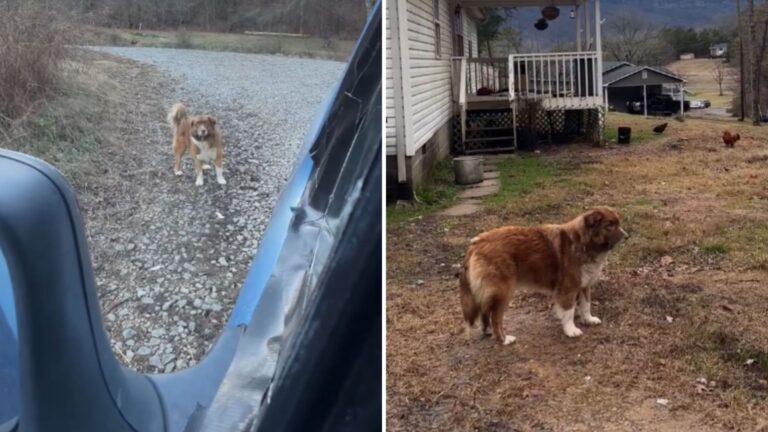 Sweet Dog Left All Alone In Empty Home In Georgia After Family Breaks Apart