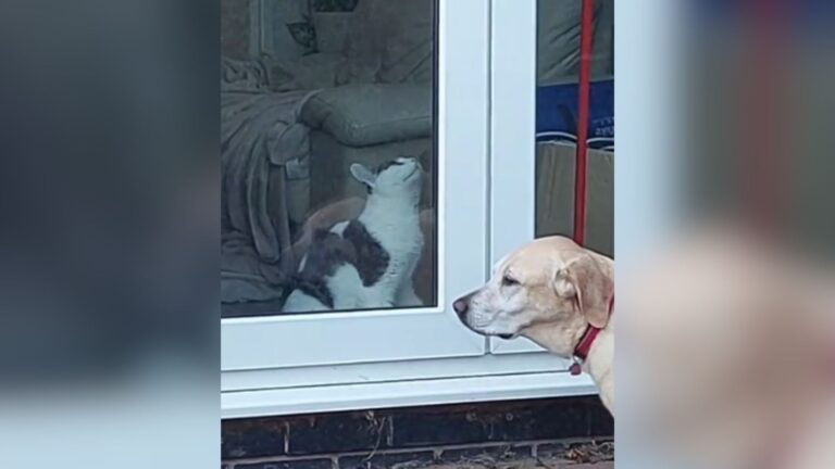 Wisconsin Man Captures What His Cat Does For His Dog And The Video Goes Viral