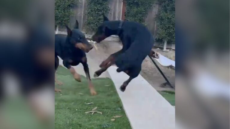 California Man Pulls Out Phone To Film His Dogs… Seconds Later, He Can’t Believe His Eyes