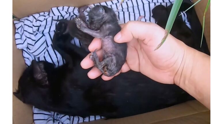 Man Finds Box Of Abandoned Cats On Vacant Lot In Ohio And Freezes At Closer Look