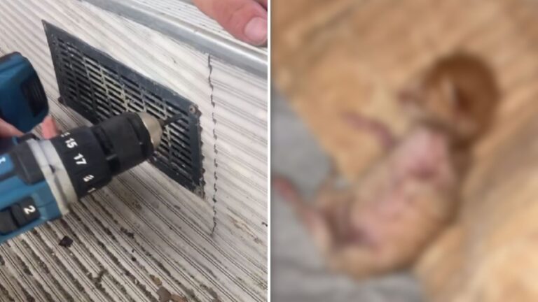 Colorado Man Cleaning Out Abandoned Bus Hears Faint Cries And Finds A Special Little Surprise