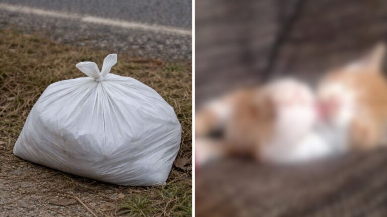 Man Notices A Strange Sealed Bag By The Road In Ohio, Follows His Instinct And Reacts Fast