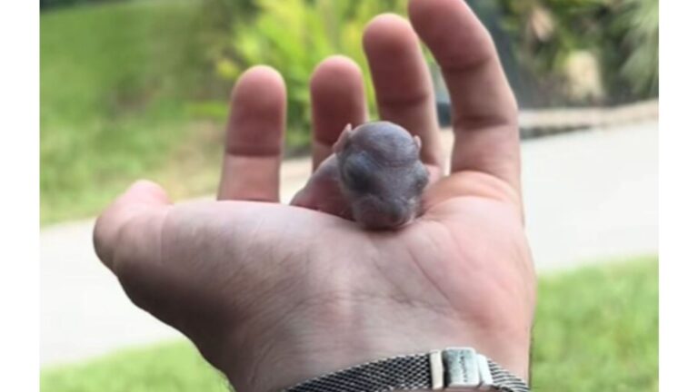 California Man Finds Tiny Pink Creature Wobbling Through His Yard And Has No Idea What It Is