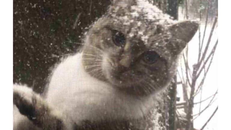 NY Man Notices Unusual Visitor Pawing At His Window During Snowstorm, Then Realizes Who It Is