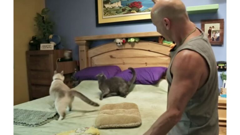 California Man Spends Nearly $50,000 On Rescue Cats And The Result Is Incredible
