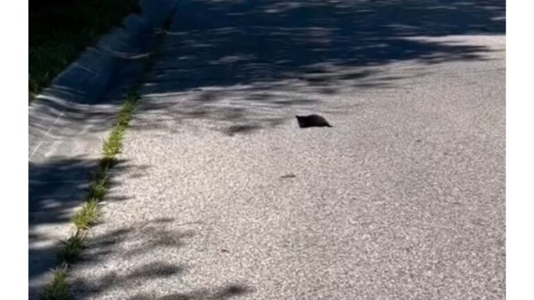 Driver Passes A Black ‘Speck’ On The Road In Kentucky, But A Gut Feeling Makes Him Turn Around