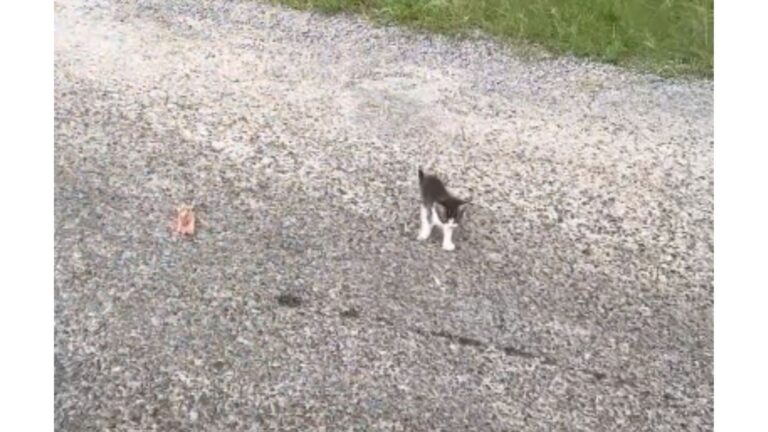 Ohio Man Stopped For Lone Kitten By The Roadside, He Had No Idea What He Was About To Walk Into