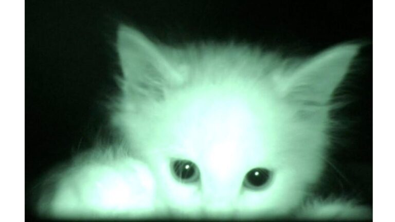 Florida Man Installs Camera To Monitor Kittens Overnight And Can’t Believe What He Sees