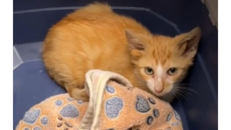 Tennessee Mechanic Sees A Box Outside His Shop, Opens It, And Finds Something Truly Special