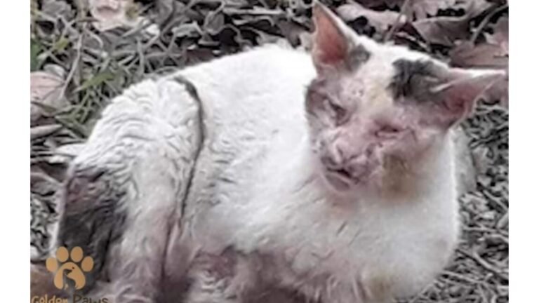 Wisconsin Team Finds Cat In Disturbing Condition, Then Faces Shocking Response From Owners
