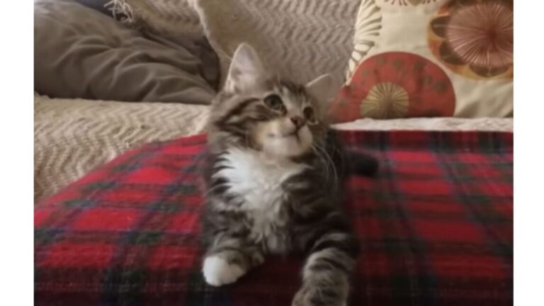 You’ve Never Seen An Animal React To Music Like This Michigan Kitten, Watch Her Moves