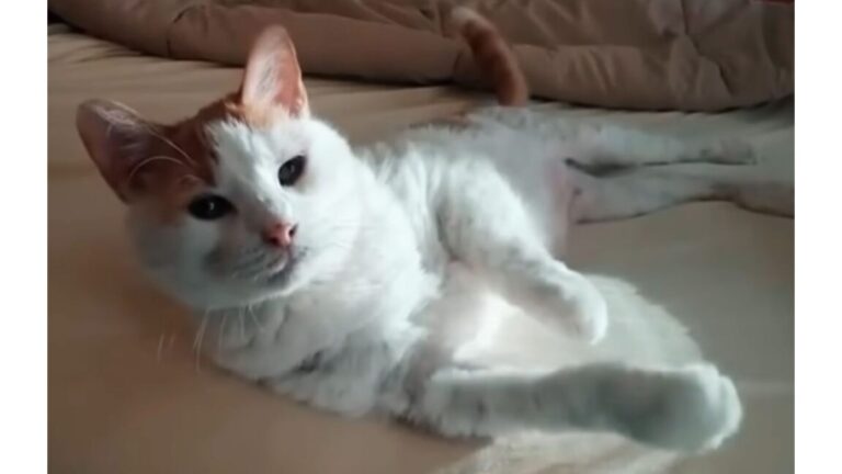 Maryland Woman Adopts A Shelter Cat Only To Realize ‘This Was A Huge Mistake’