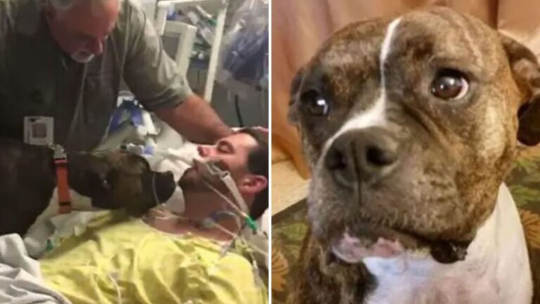 California Dog Gets To Visit Owner In Hospital For One Last Goodbye And The Video Breaks Hearts