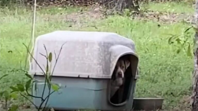 Alabama Couple Spots Chained Dog While House Hunting And What They Find Breaks Their Hearts