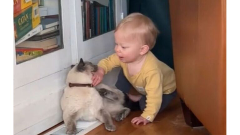 California Cat Gives Toddler A Tiny Warning Bite, But Watch What The Boy Does