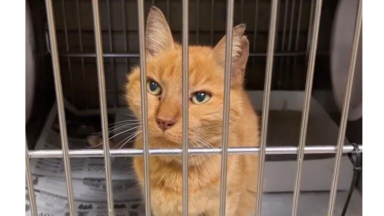 Woman Meets Sick Senior Cat In LA Shelter And Decides His Final Years Will Be Written With Love