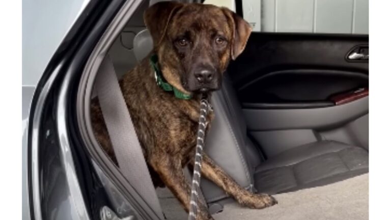 North Carolina Dog Labeled ‘Aggressive’ Was Facing Euthanasia, Then Things Took Unexpected Turn
